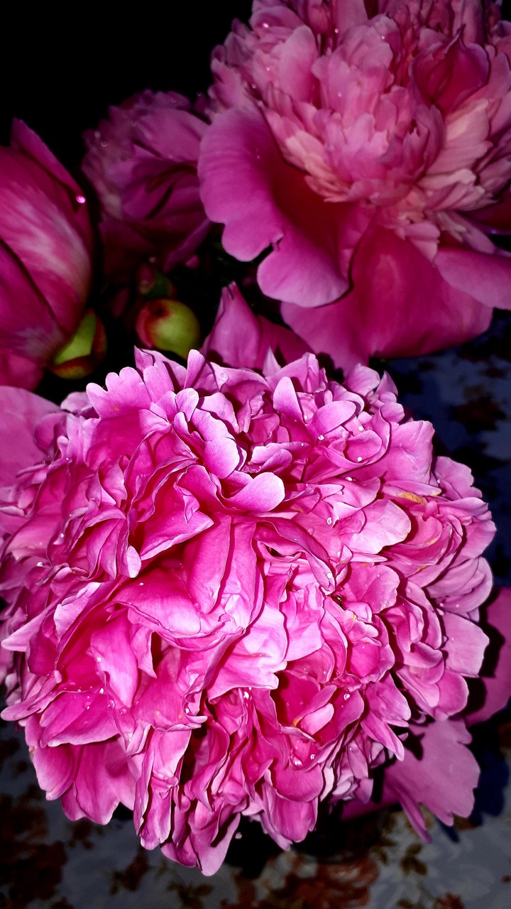 Summer flowers