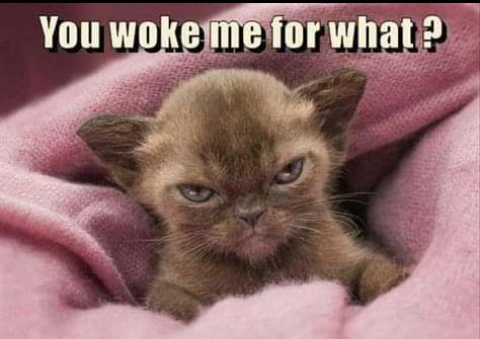 EVIL KATZ CCO