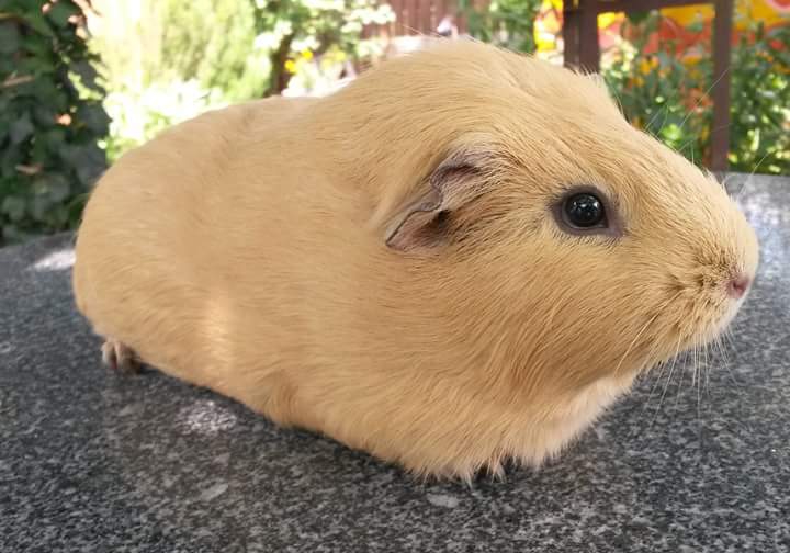 knochi