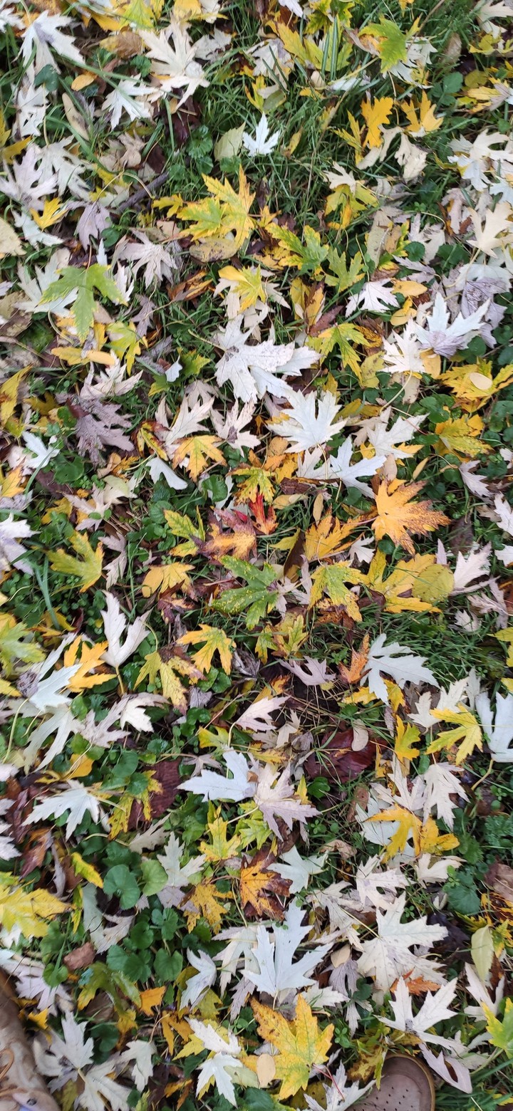 leaf's