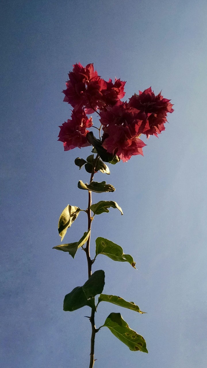 Primavera