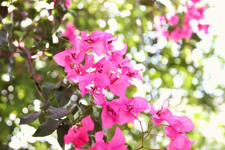 Bougainvillaea