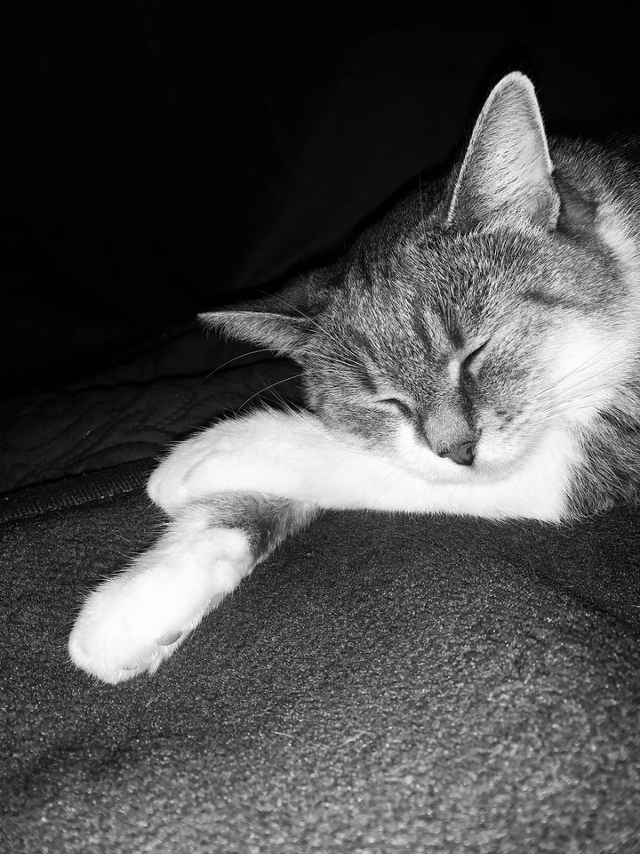 sleeping cat