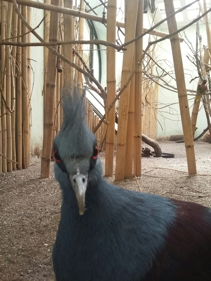 angry bird