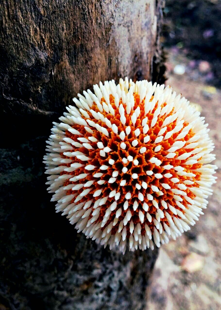 orange white flower