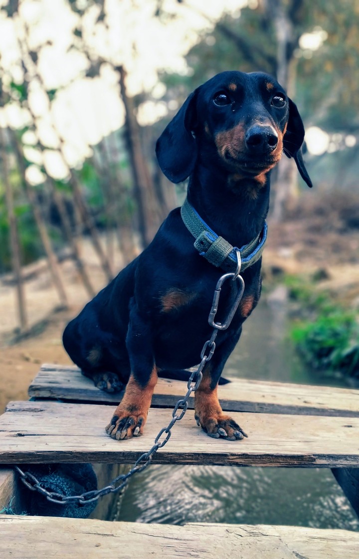 Animal