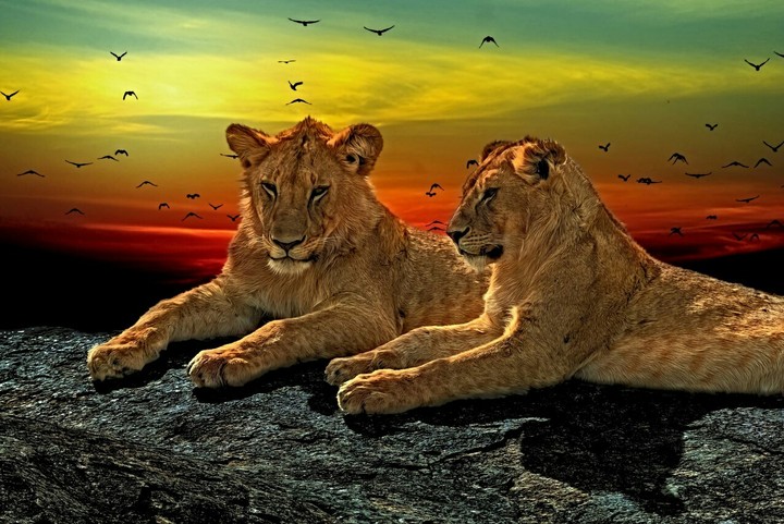 Lions