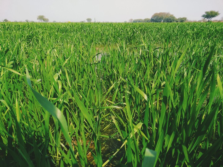 Farmland
