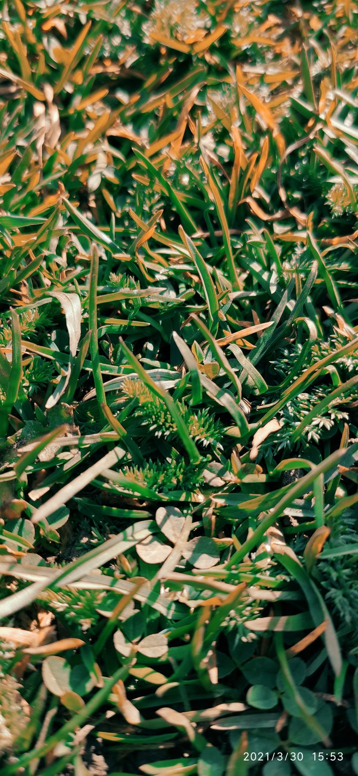 Grass background