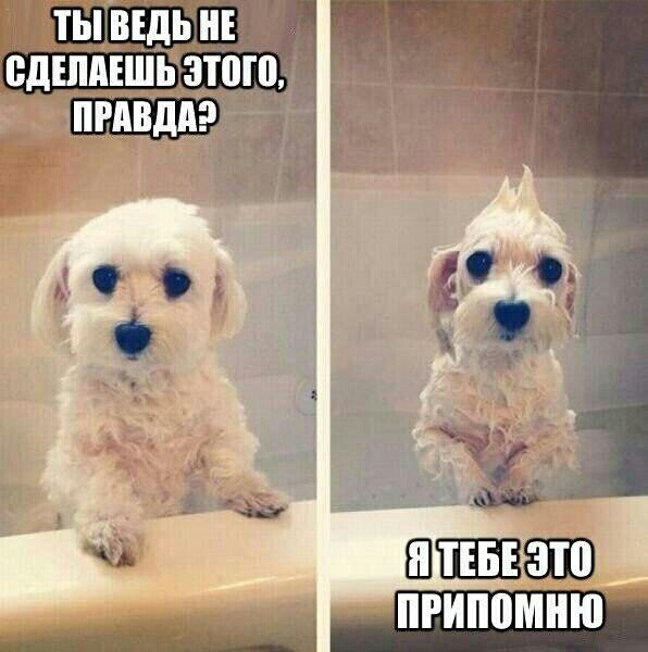 собака челендж