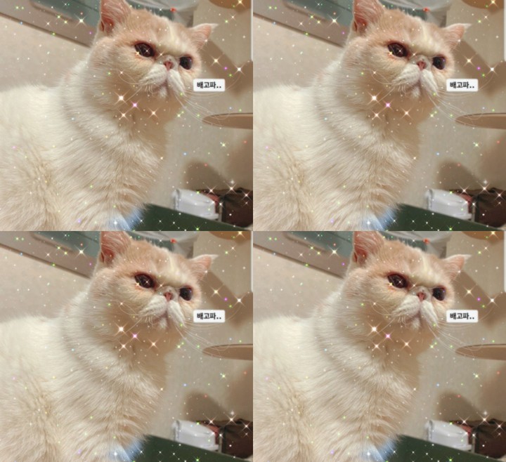 a hungry cat