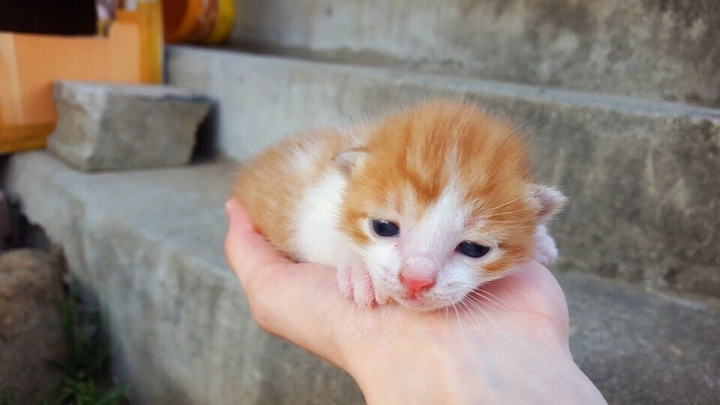 냥이