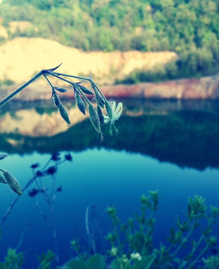 plant, lake