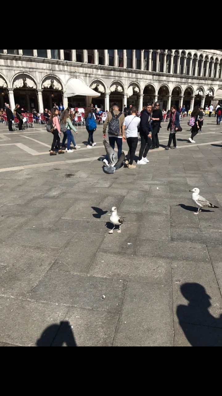 bird
