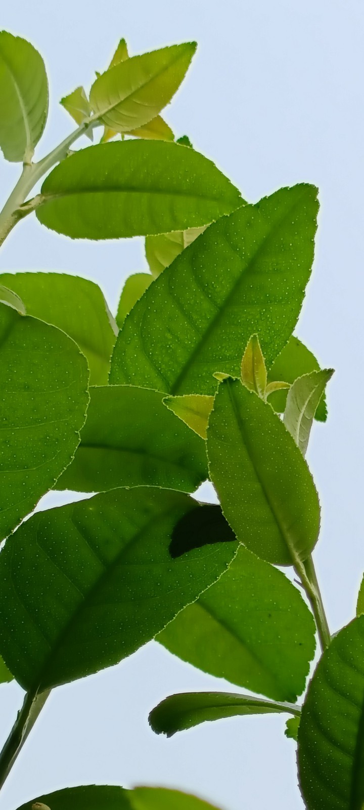 leaf