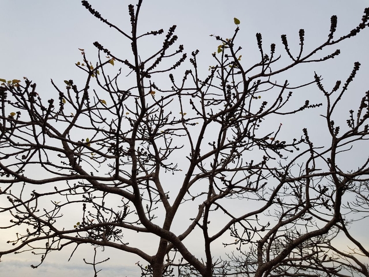 tree branches