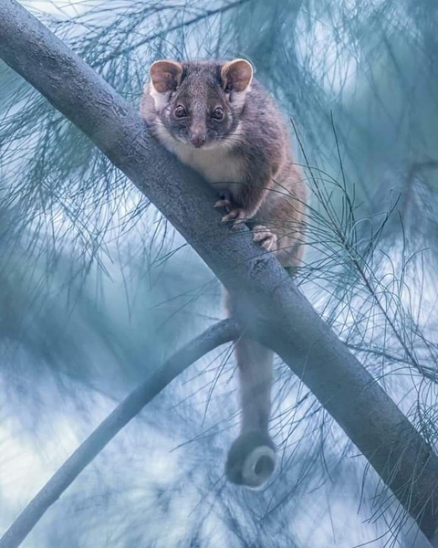 Animal