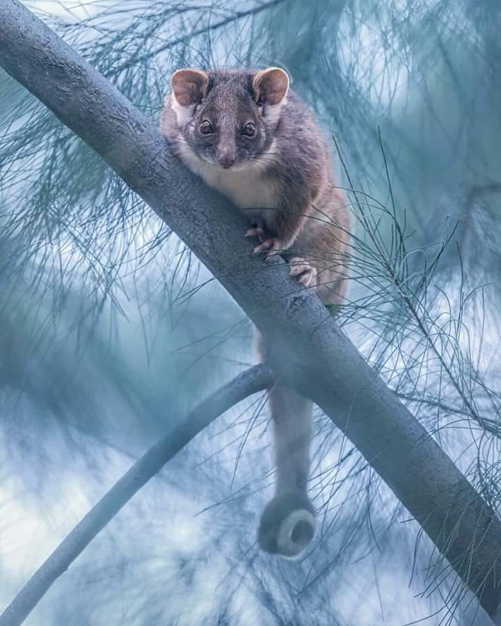 Animal