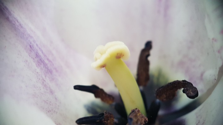 tulip