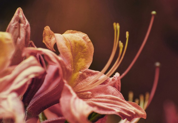 Red flowers