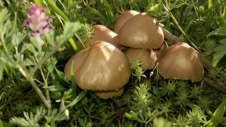 mushroom in kermanshah