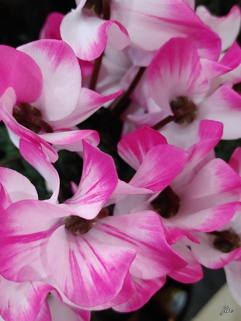 waves, pink Hintergrundbilder