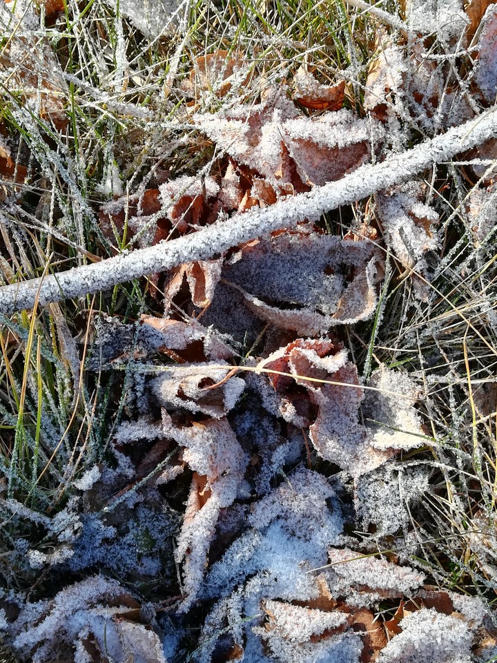 первый заморозок