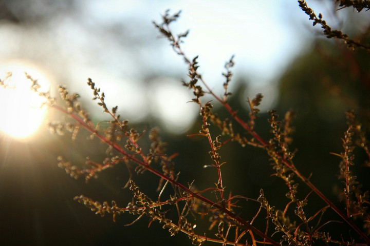 autumn sun