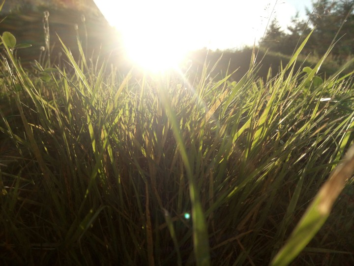 Sun and grass