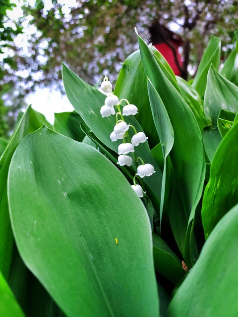 sfondi Art, flower