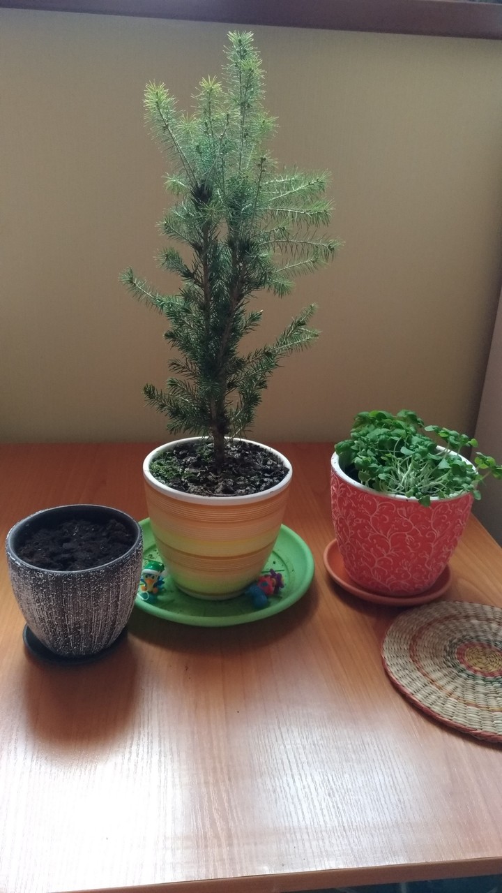 plants