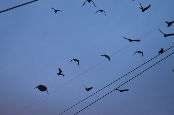 Birds