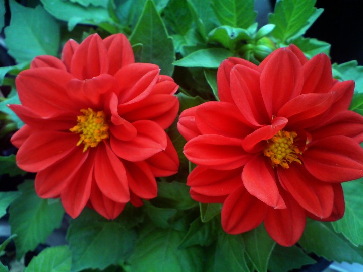 dahlia