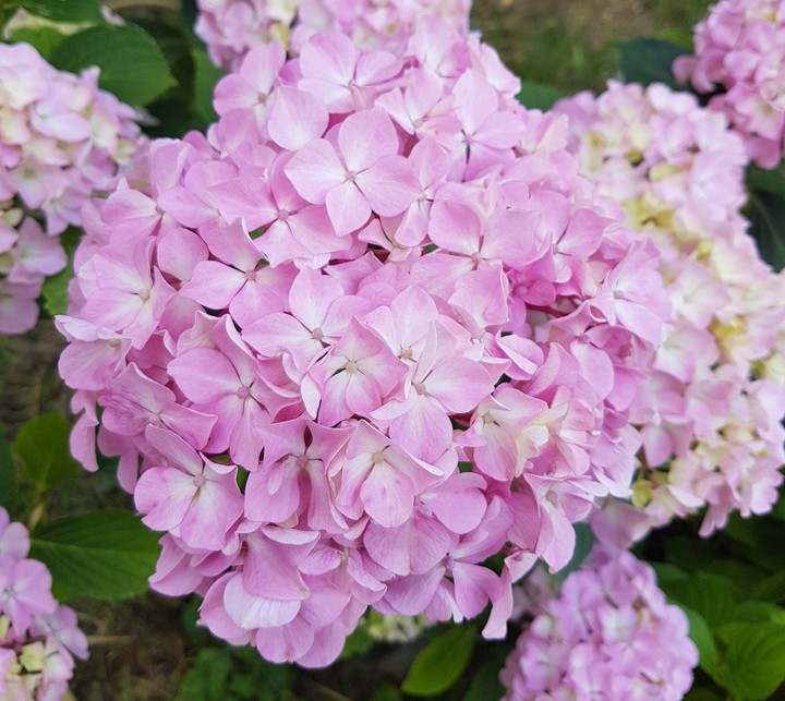 Hortensia