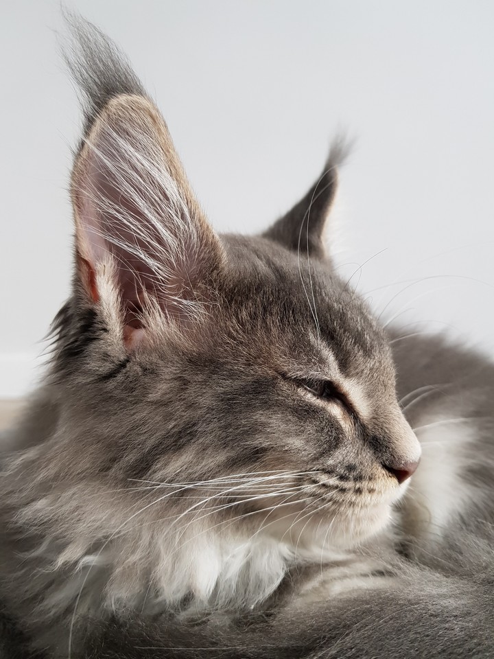 Merlin