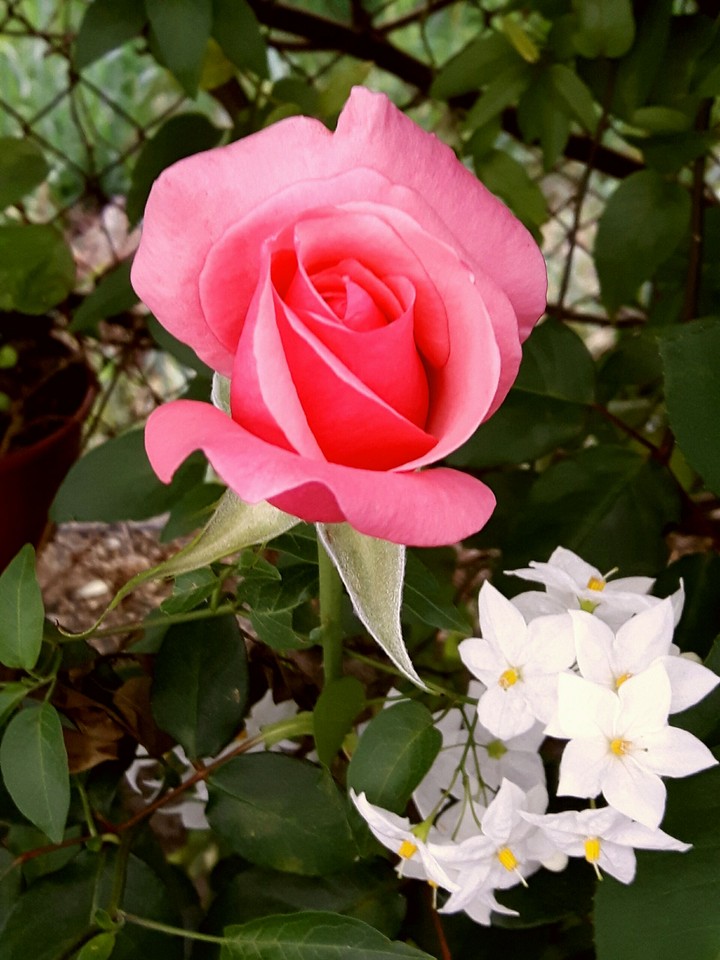 flowers