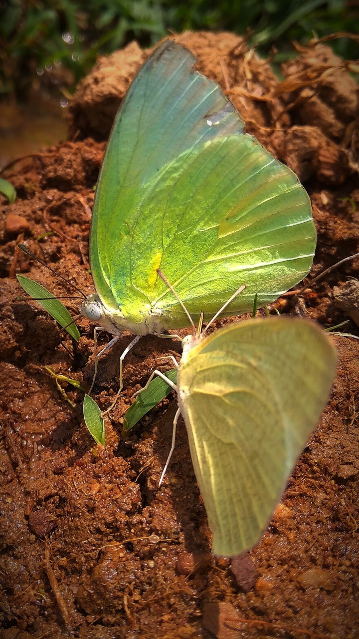 nature