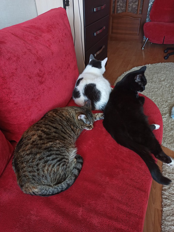 the friends