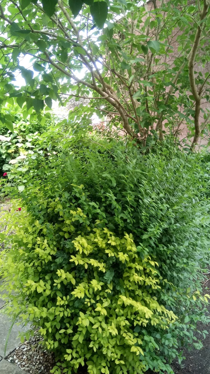 my front garden