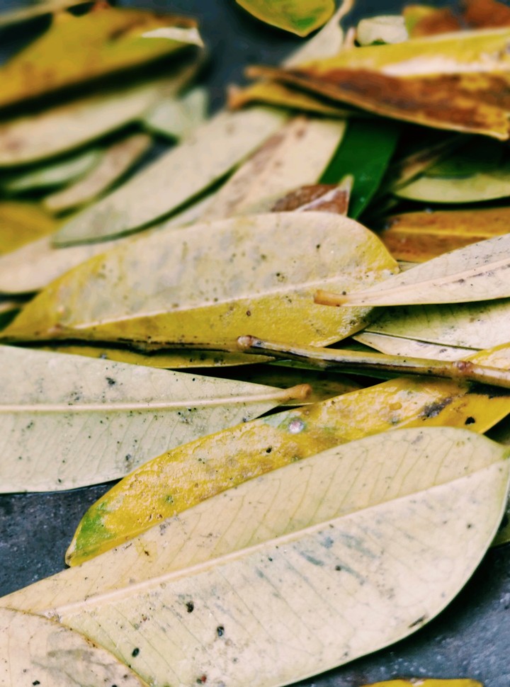 #lostleaves#