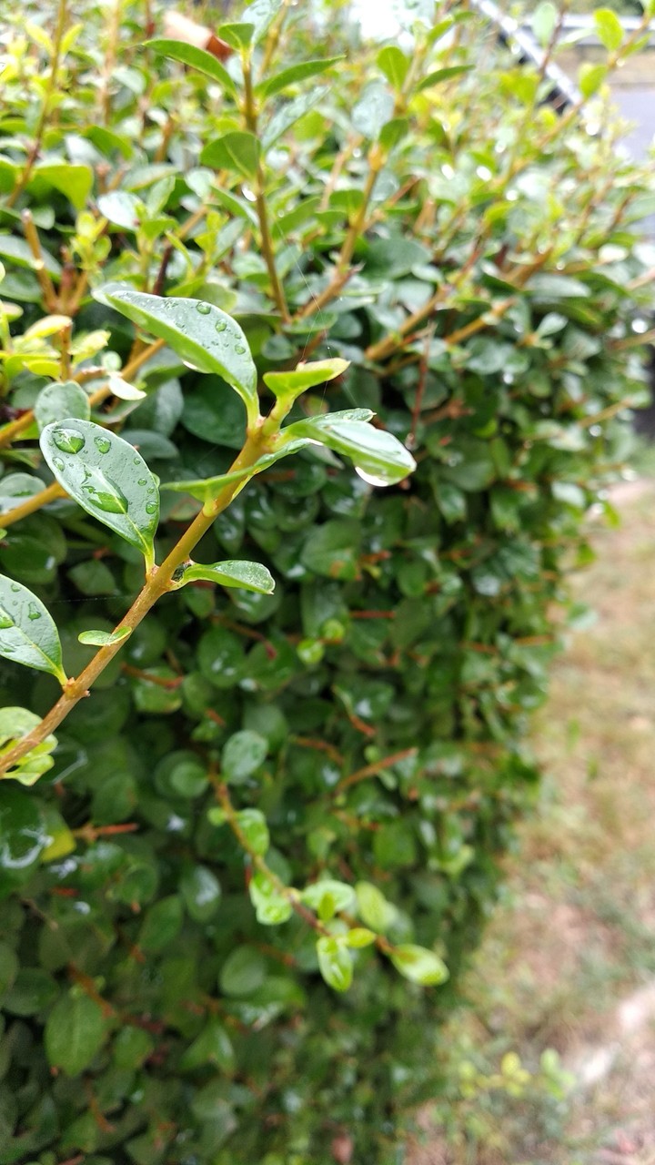 I really like the rain. It makes everything more beatiful.