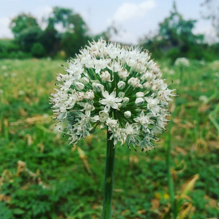 flower