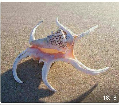 sea
