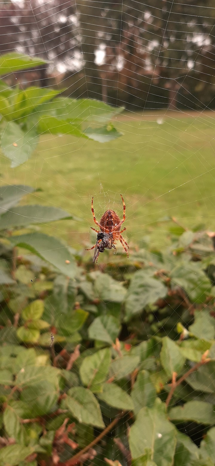 spideyy