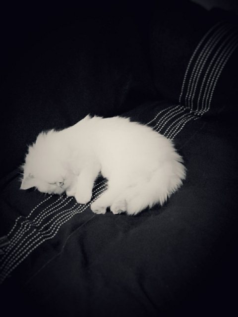 cutie