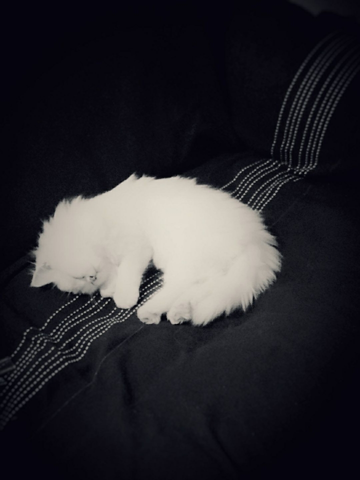 cutie