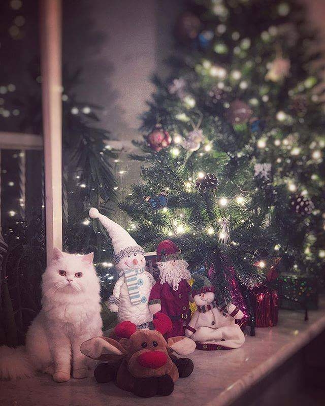 Marry Christmas