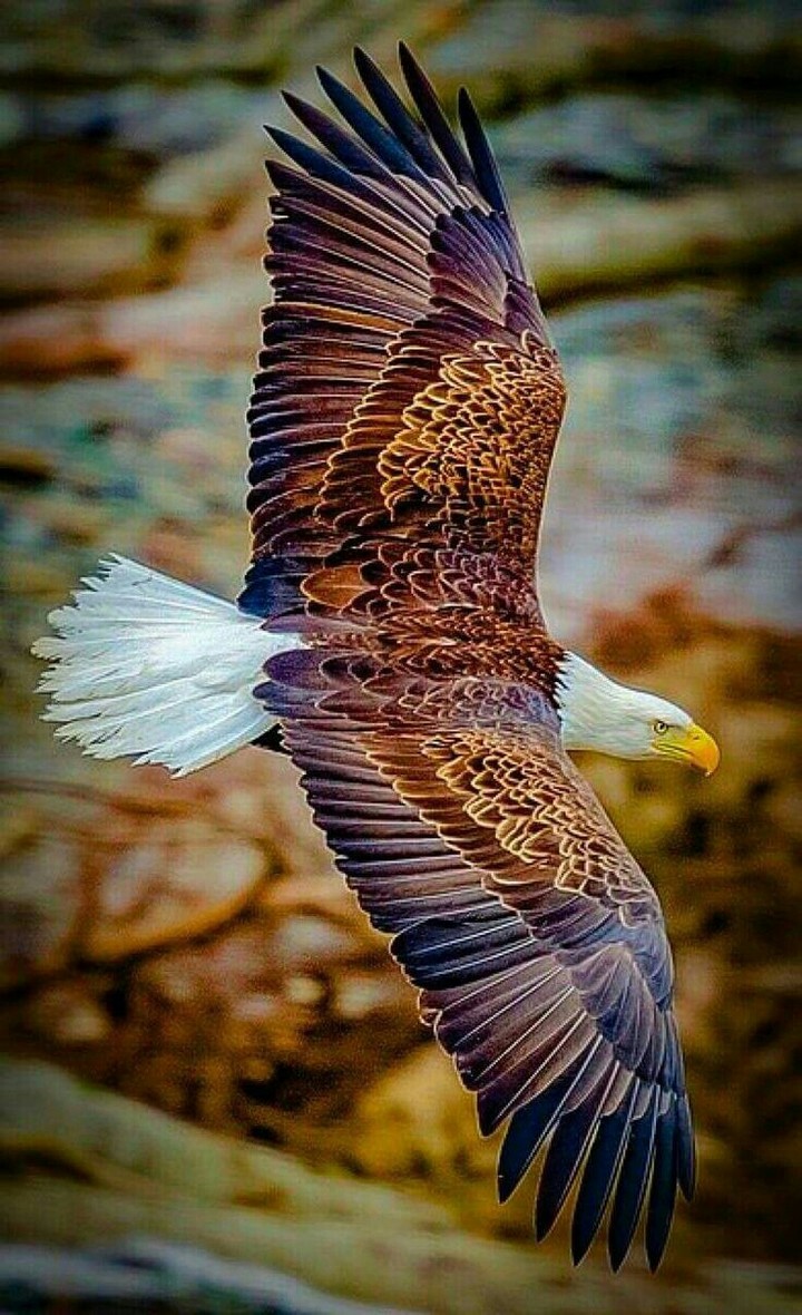 eagle