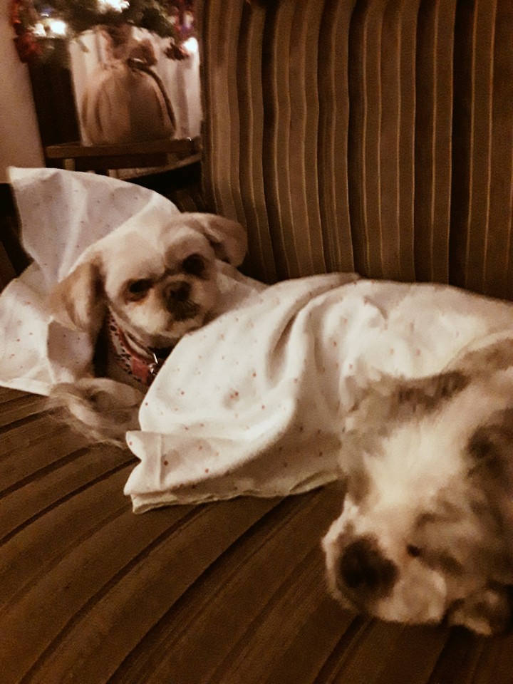 sister dogs