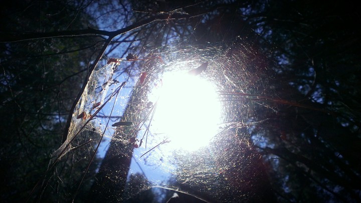 Sun through the Web